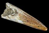 Fossil Spinosaurus Tooth - Morocco #112958-1